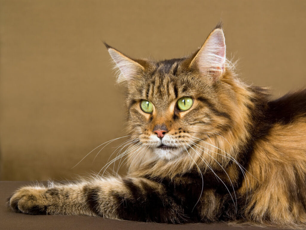 Le Maine Coon Cat S Best