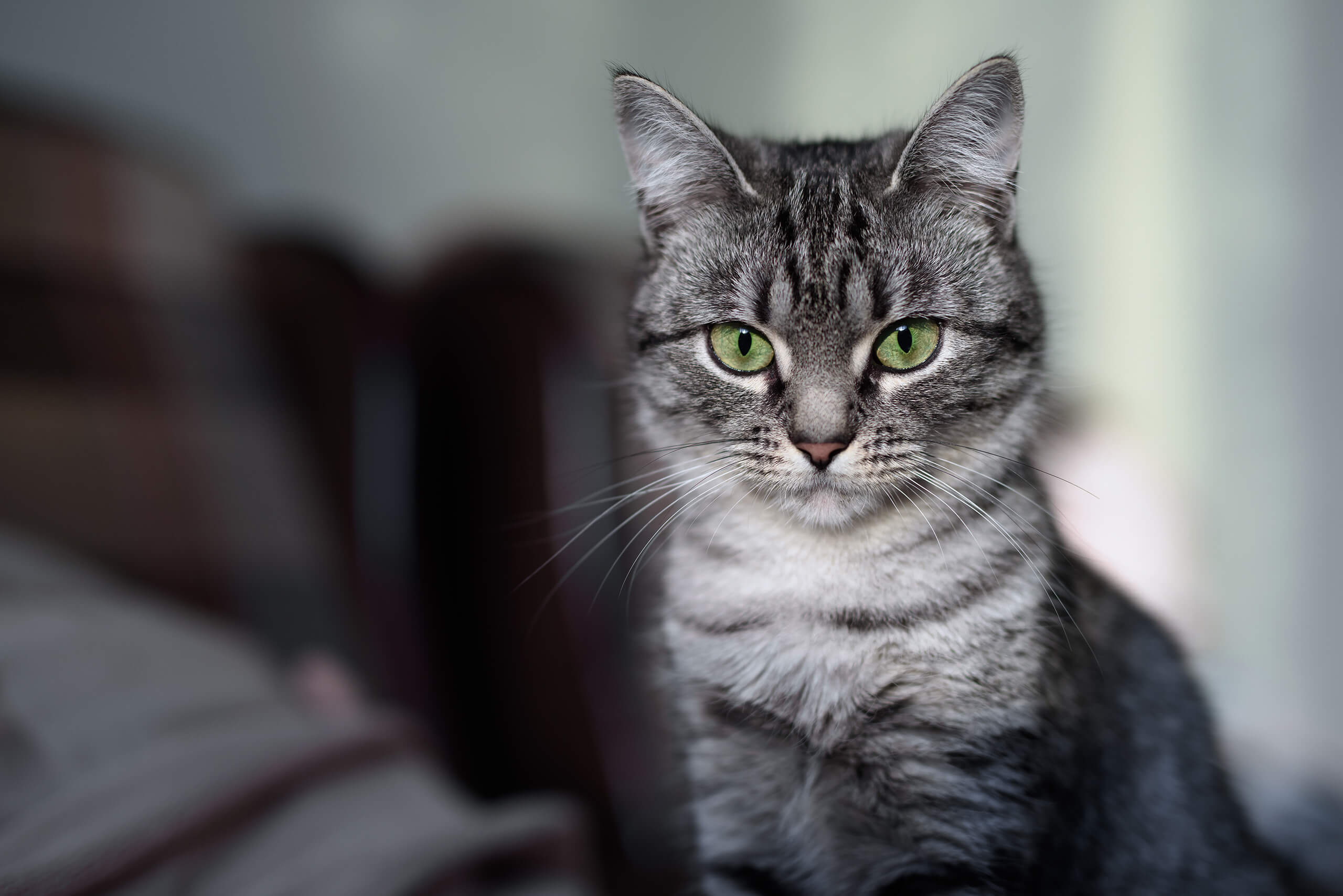 American Shorthair Cat S Best