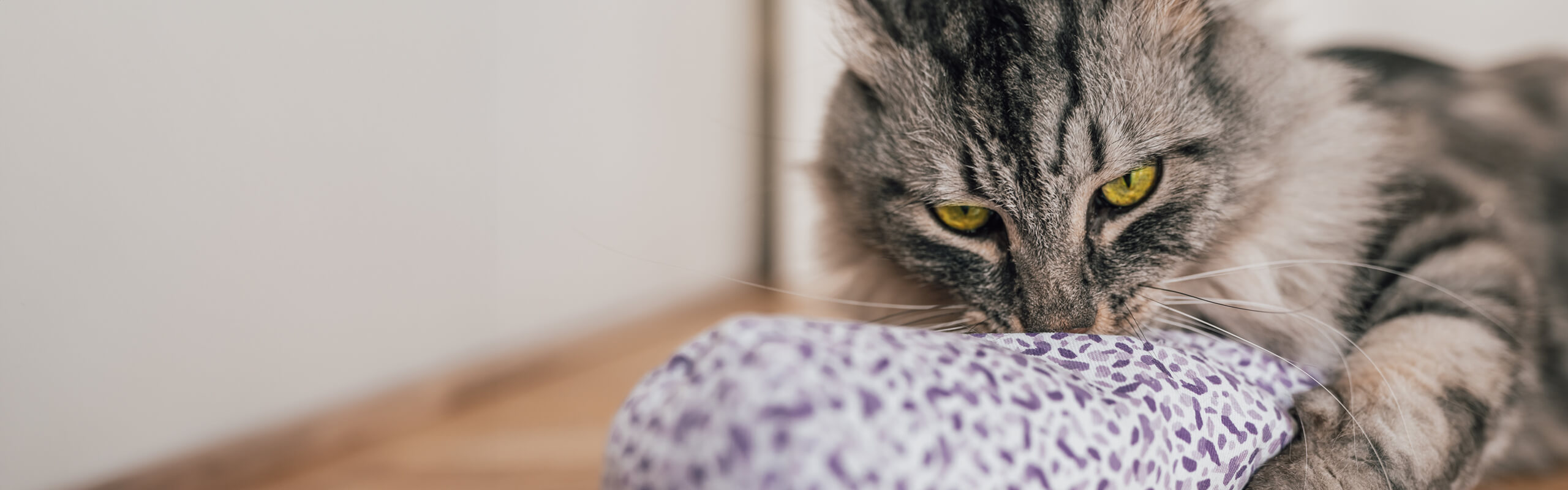 Valerian for cats sedative and toy? Cat’s Best