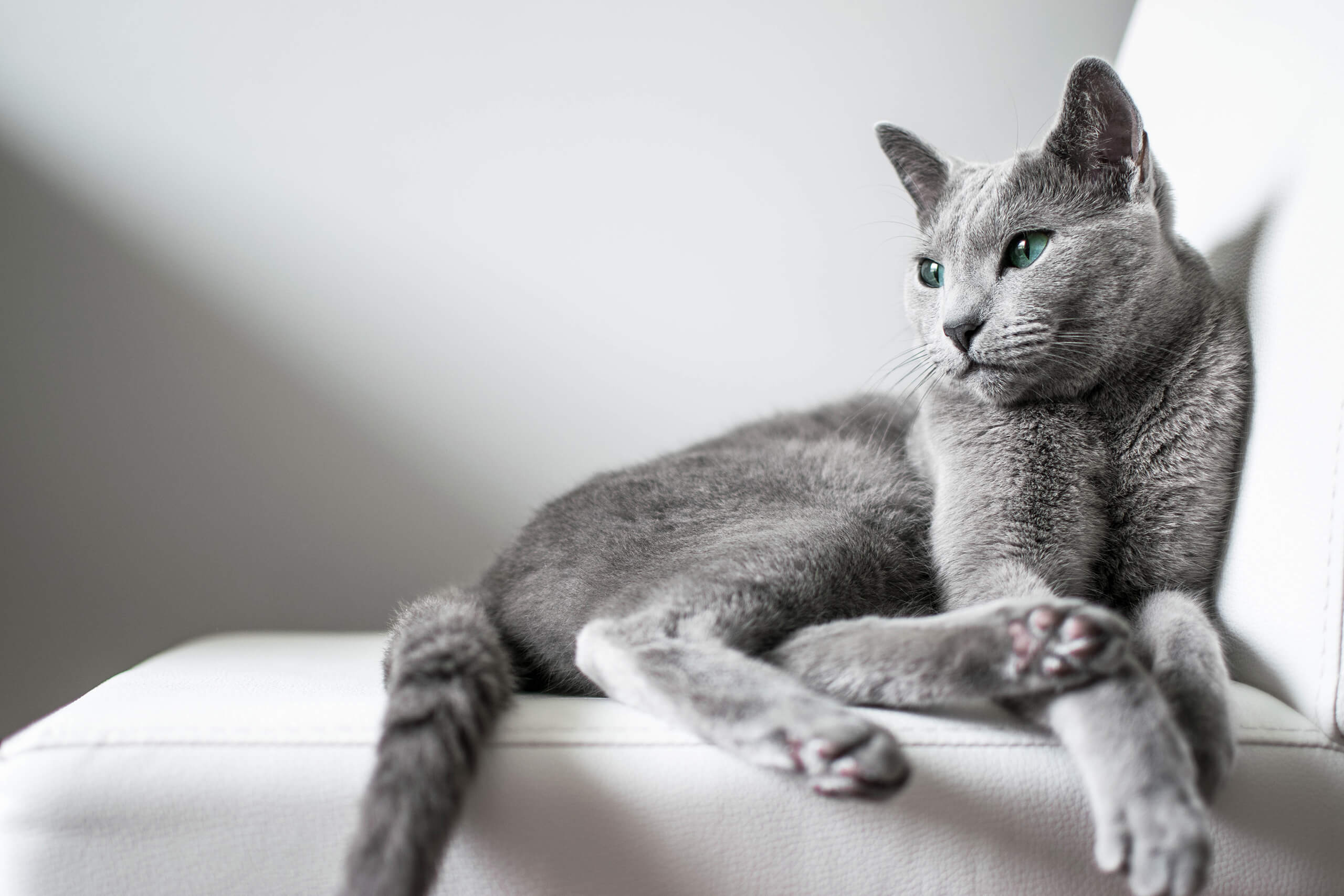 Bleu Russe Cat S Best