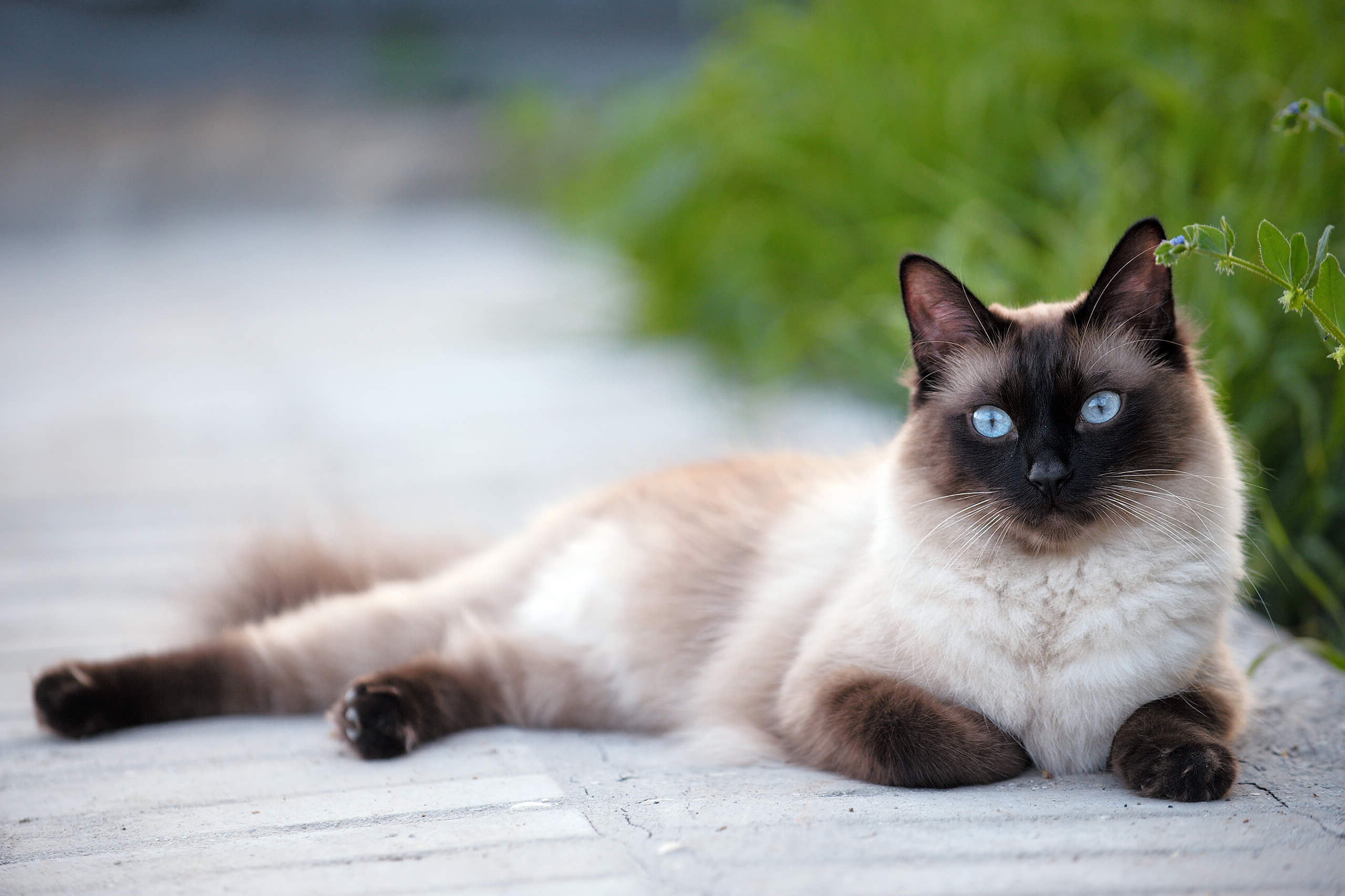 Siamois | Cat’s Best