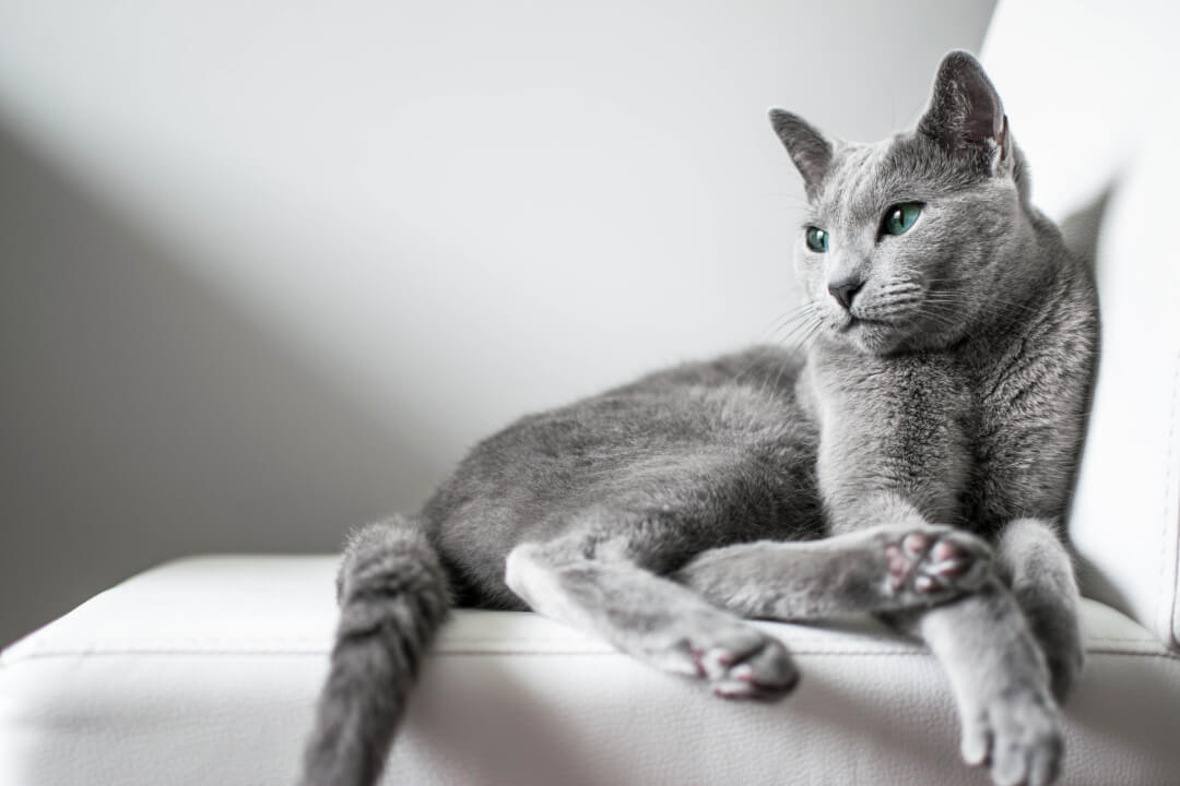 Bleu Russe Cat’s Best