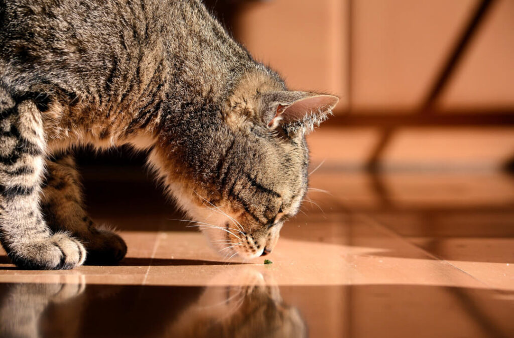 Apprendre aux chats à utiliser une chatière tout ce qu’il faut savoir Cat’s Best