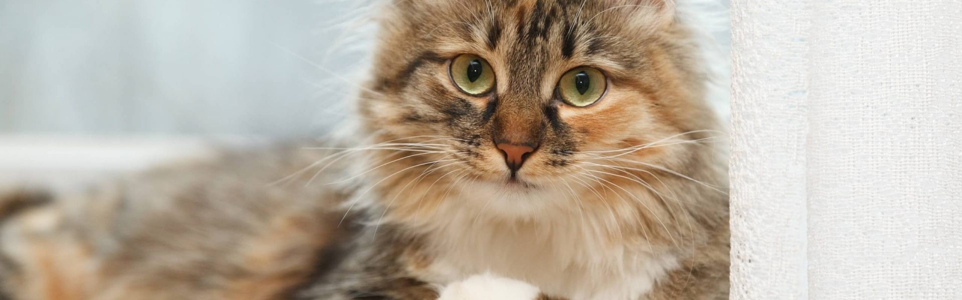 Les 11 conseils de Cat's Best pour entretenir le pelage de votre chat à poil  long