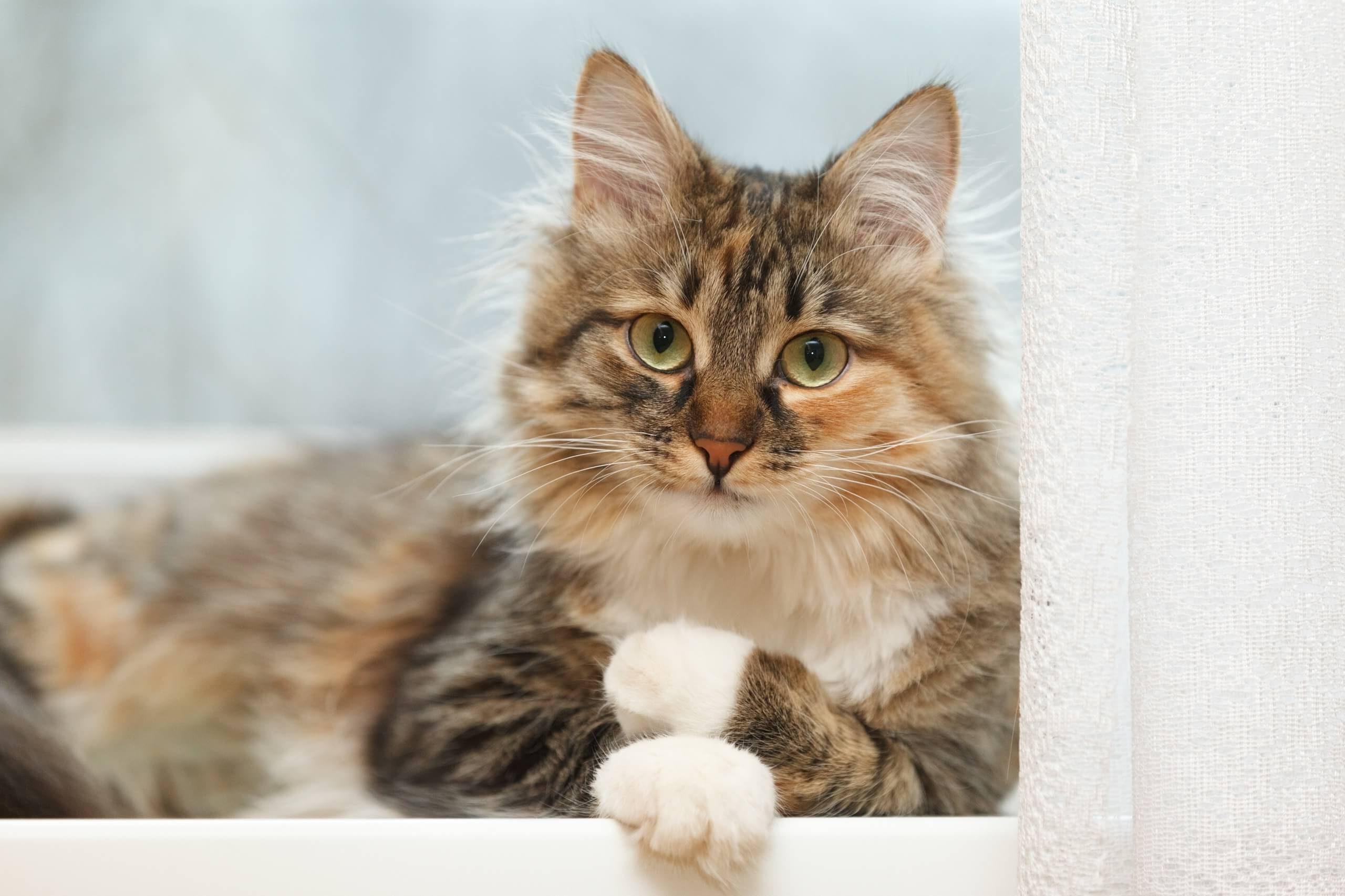 Les 11 Conseils De Cat S Best Pour Entretenir Le Pelage De Votre Chat A Poil Long Cat S Best