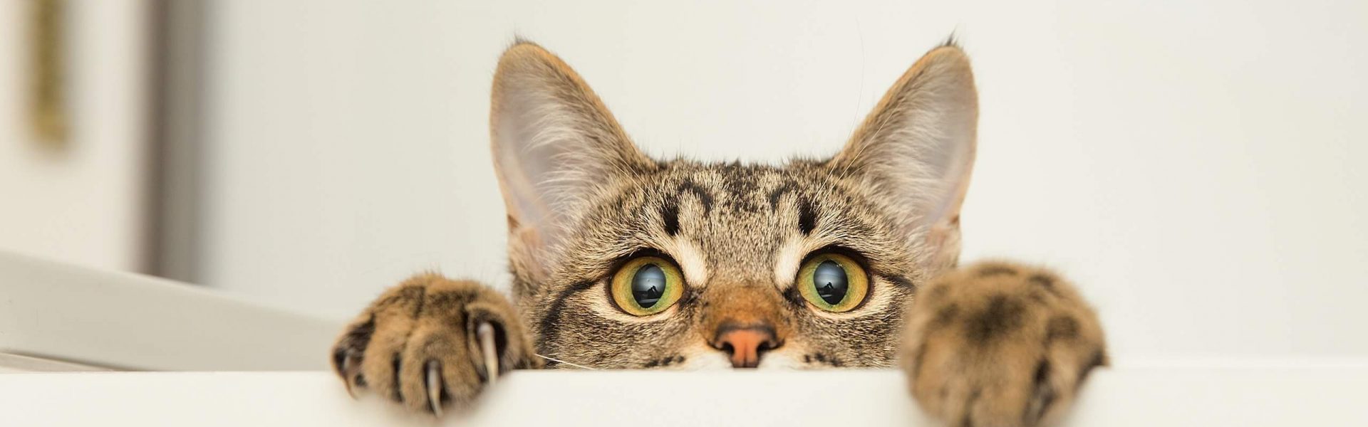 🐱 Le chat est le remède anti-stress 