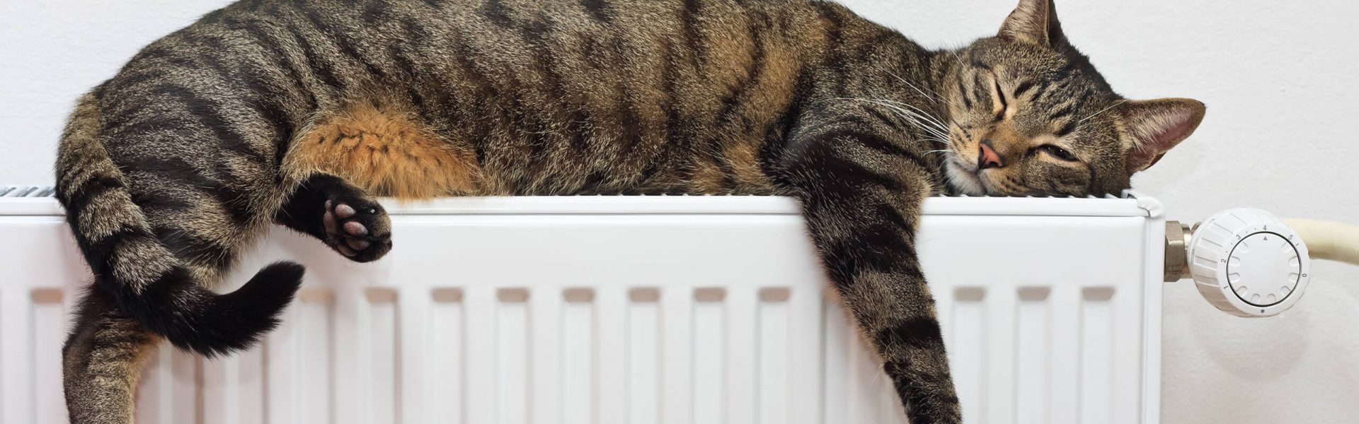 Un ustensile pour éviter que votre chat ne sorte de votre jardin - Empêcher  les chats de s'échapper 