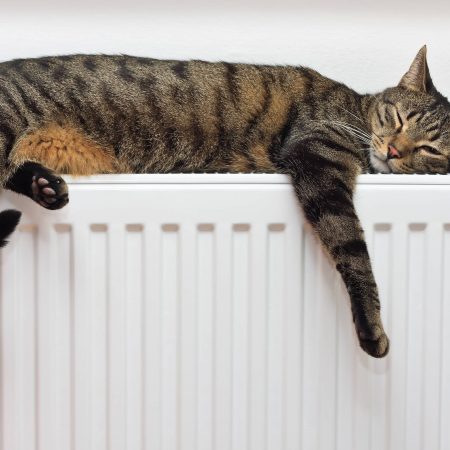 Une nouvelle ère pour l'hygiène du chat.